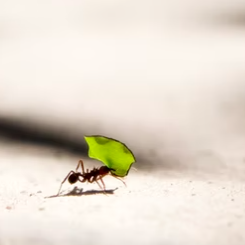 ant trail