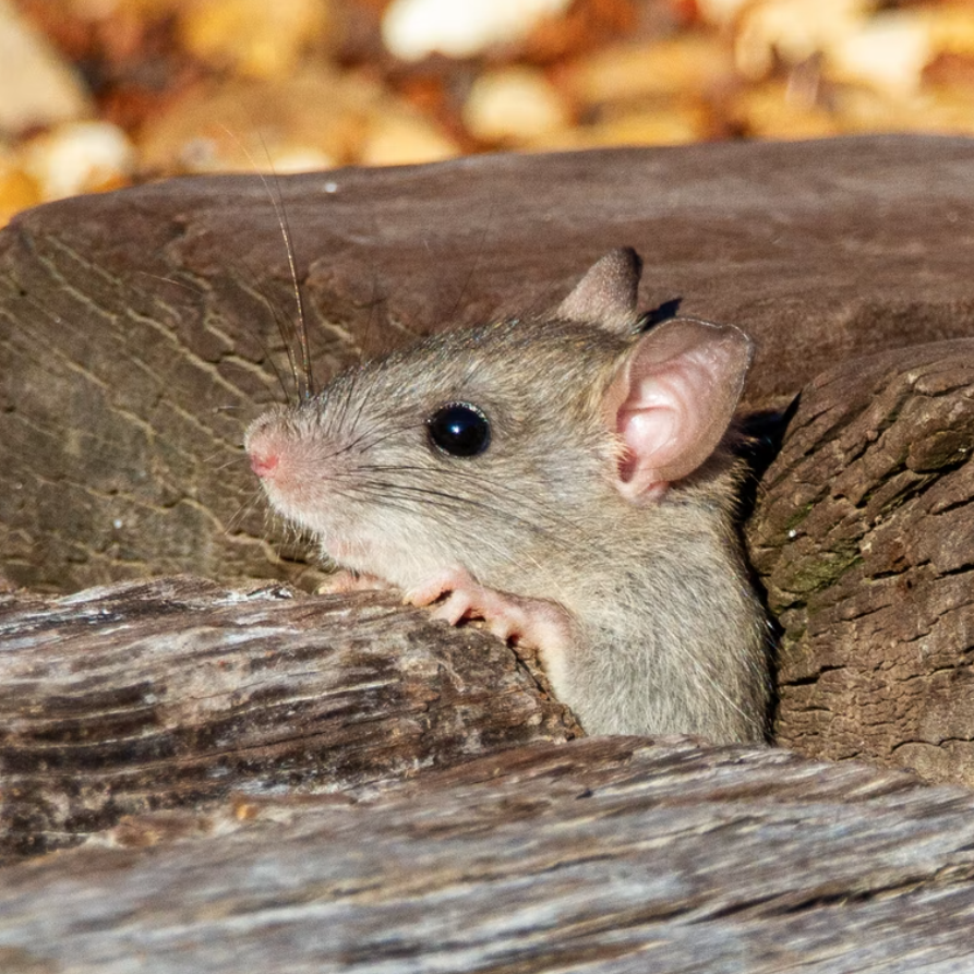 mouse ball
